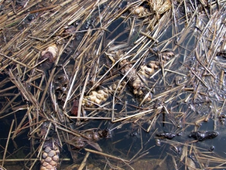 yellow_pond_lily_rhizome03