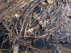 yellow_pond_lily_rhizome03