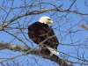 DSC_5402_Bald_Eagle_compressed