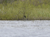 2019-loon-nest