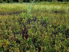 loon-on-nest-4-august-2019-Medium