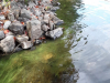 Dead cyanobacteria