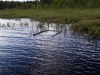loon-nest-platform-20200602_183950