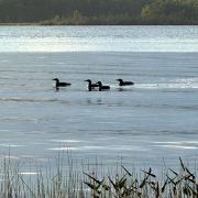 IMG_0062_compressed