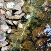 cyanobacteria-8-10-2023