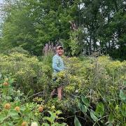 Purple Loosestrife