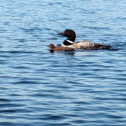 Keller-7-15-2025-Medium