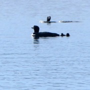 P1320695 Loon Chicks
