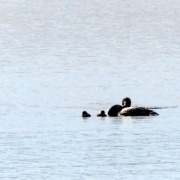 P1320697  Loon Chicks