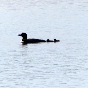 P1320699 Loon Chicks