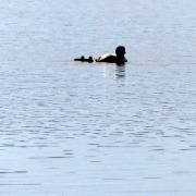 P1320700 Loon Chicks