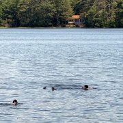 loon-family-7-6-2025-2