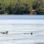 loon-family-7-6-2025-3