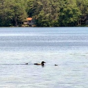 loon-family-7-6-2025-4