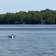 loon-family-7-6-2025-5