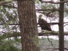 IMG_4213 (Medium)