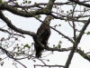immature_eagle01