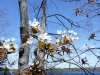 shadbush