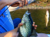 Clary_lake_crappie_spring_2015