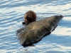 muskrat-eating-mussels1