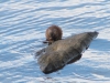 muskrat-eating-mussels2