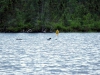 DSC_4366_compressed