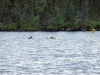 DSC_4367_compressed