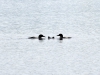 DSC_4391_loon_compressed