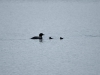 DSC_4392_01_loon-compressed
