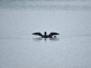 DSC_4393_01_loon-compressed