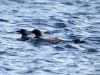 DSC_4449_loons_compressed