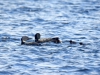 DSC_4453_loons_compressed
