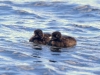 DSC_4487_loons_compressed