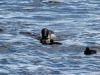 DSC_4494_loons_compressed