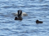 DSC_4505_loons_compressed