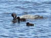 DSC_4506_loons_compressed