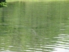 img_2329__medium_