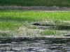 nesting_loons05312012_01