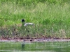 nesting_loons06212012_01