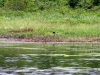 nesting_loons06212012_02