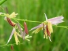 wild_rice_flowers