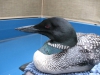 Loon Resting