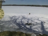 bald_eagle_campic.jpg