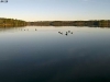 geese