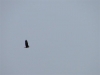 bald_eagle_01
