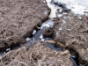 erosion_exposed_roots