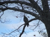 immature_eagle01