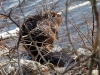 Beaver