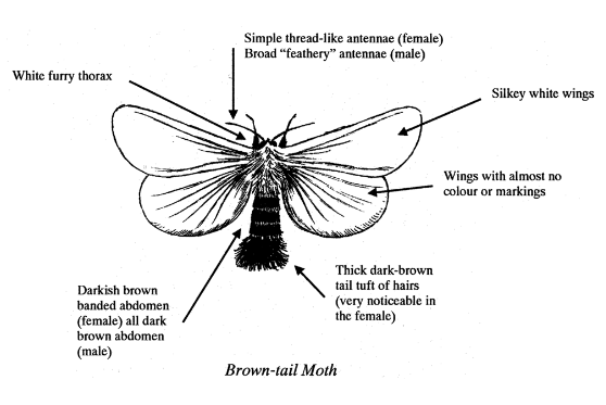 Browntail Moth Life Cycle